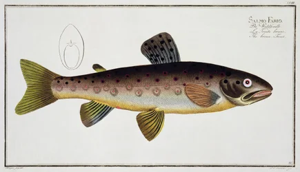 Trucha marrón (Salmo Iasustris) placa XXIII de 